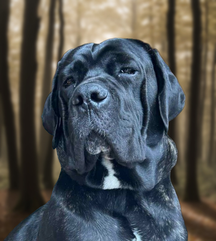 Dante - Cane Corso Femelle · Noire bringée