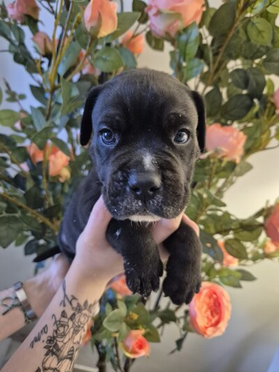 Matteo — chiot Cane Corso disponible