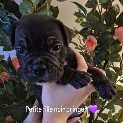 Mila — chiot Cane Corso disponible