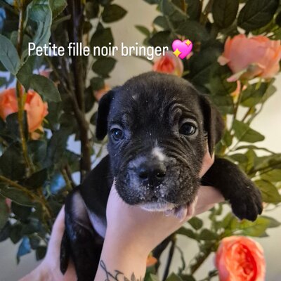 Mona — chiot Cane Corso disponible